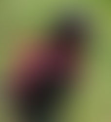 Memphis the Service Dog