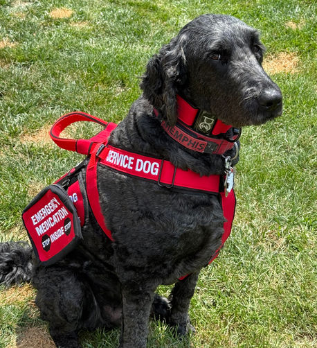 Memphis the Service Dog