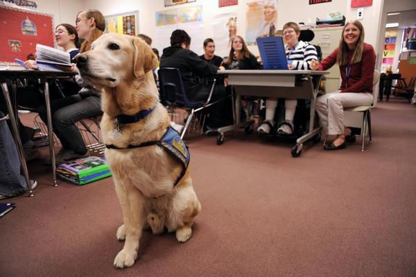 Three Legged Service Dog