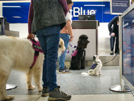 Service Animals & Legal Access: What Every Handler & Business Should Know About Service Animals