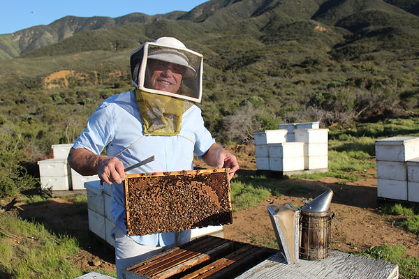 Mikolich Honey