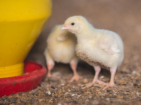 Atendidos 15 casos de influenza aviar