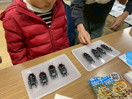 昆虫標本教室