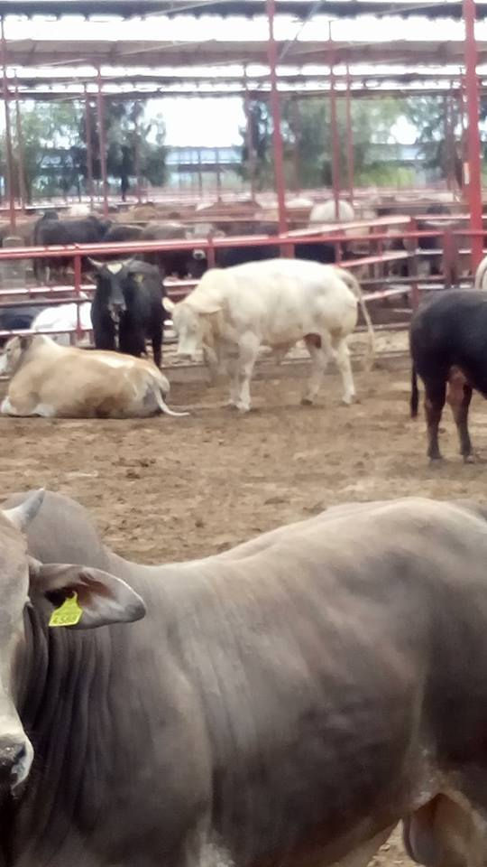 TORO5