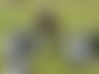 Armitages Boy el caballo "exuberante" en el aire