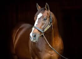 Into Mischief lleva siete años consecutivos como "Leading Sire in North America"