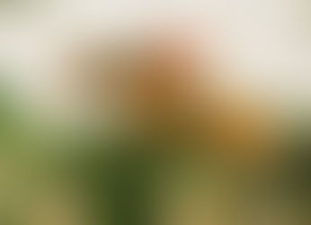 Nelson Pessoa 7 - Fritz Thiedemann 5