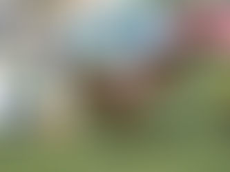 Los caballos que está corriendo Ludger Beerbaum este año