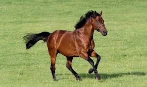 Los diez sementales más caros del mundo en el 2.026