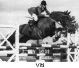 Sangre trotona de Viti en el imporante caballo de Christian Ahlmann