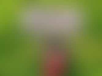 La tumba del mejor poni de la historia: Stroller