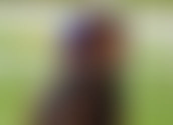 The Lion in Winter no correrá las 2.000 Guineas