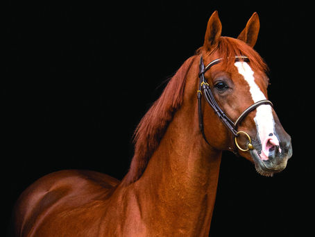 Las bonitas sangres puras en la línea de Candy de Nantuel y Hello Folie
