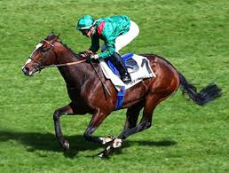 Daryz va a volver a correr a cuatro años, informó el Agha Khan Stud