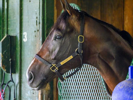 Sovereignty con un absceso en un casco puede perderse el Jockey Club Gold Cup