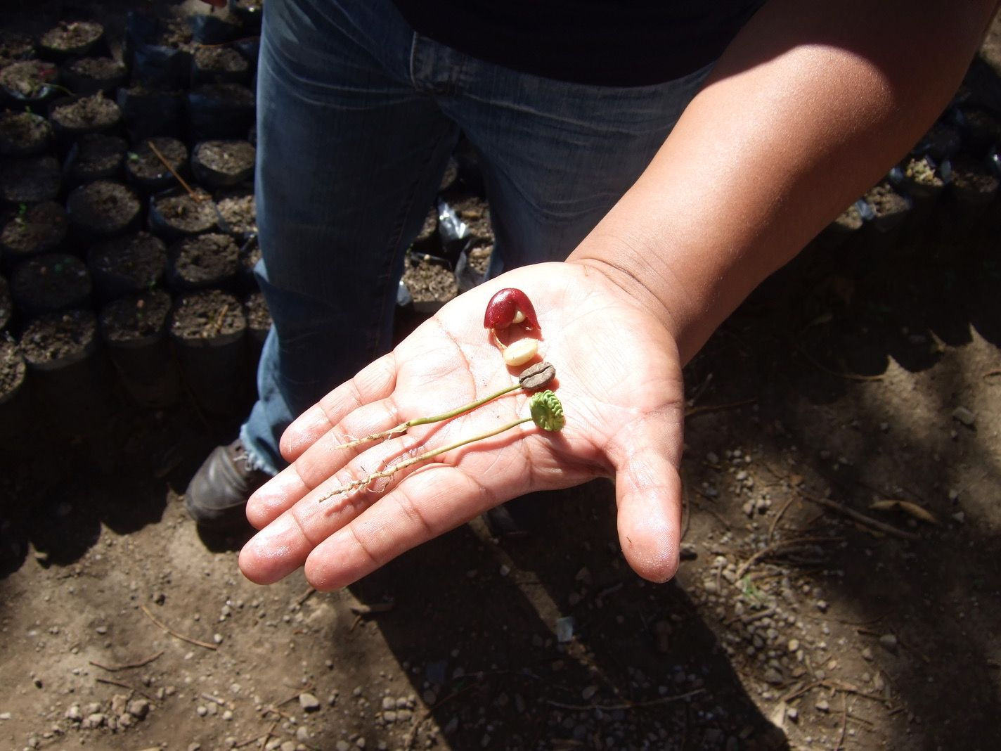 Mélange 'Moça Java', 100% Javanese Arabica Beans, BIO, 1kg