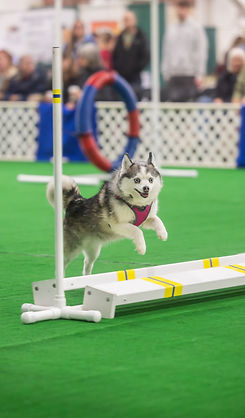 2026_PetExpo-468.jpg