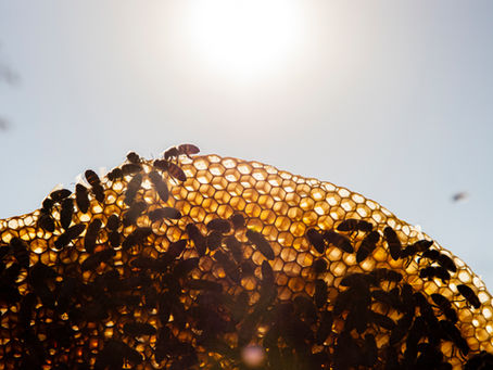 Pahuatlán: el territorio donde las abejas también forman parte de la economía local
