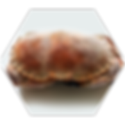 crabe2.png