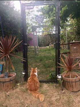 Ginger cat in garden with gate.jpeg
