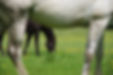 IMGP5873.JPG