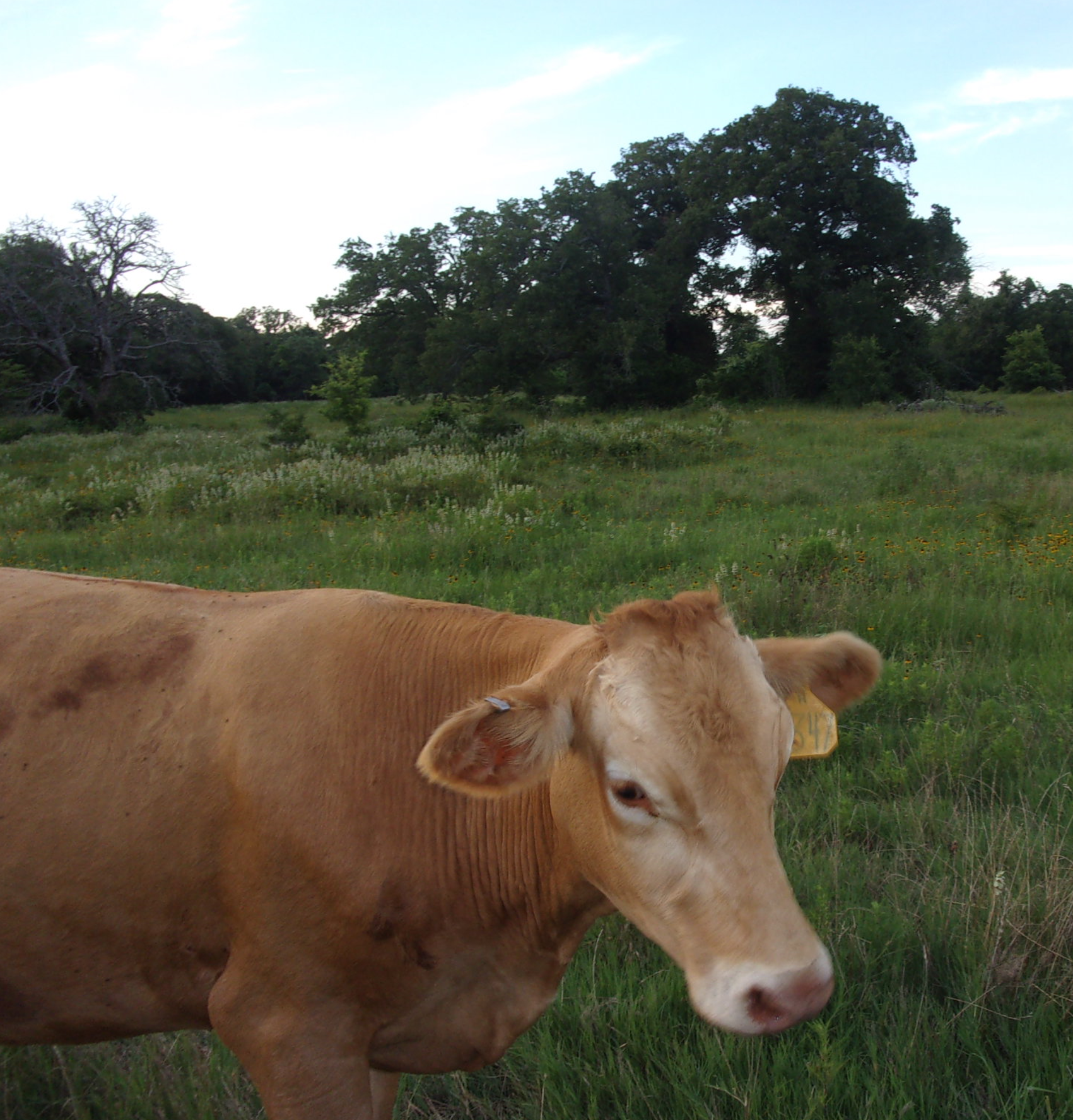 Half Steer