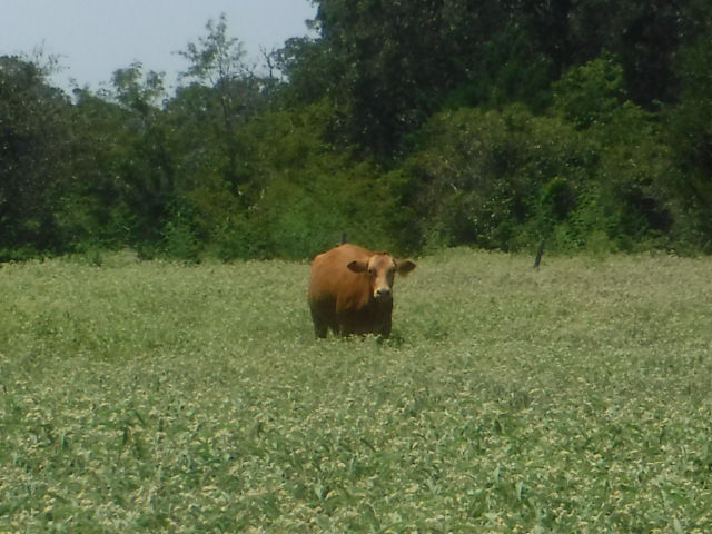 Thumbnail: Quarter Steer