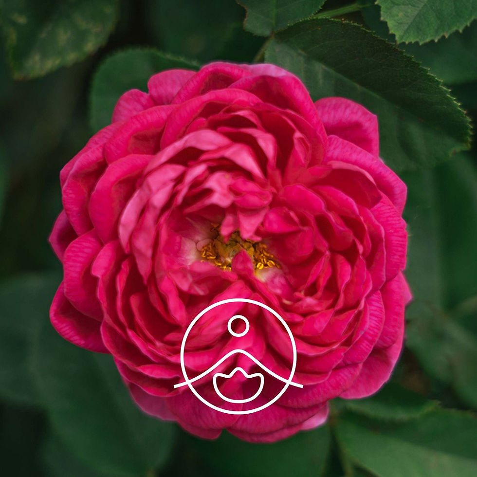 Thumbnail: Florihana 3 Roses Face Cream 50ml