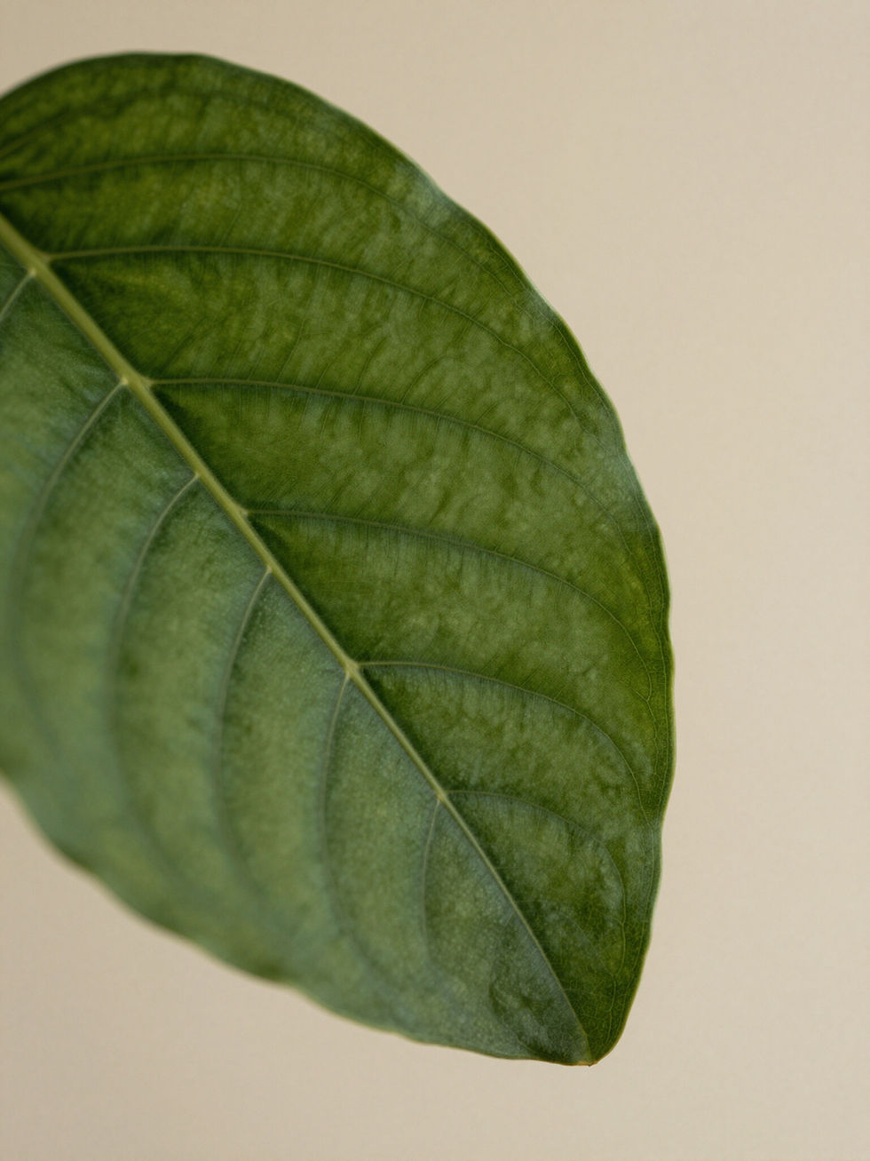 Close-up of a green leaf with prominent veins