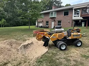 Clarksville-tn-tree removal (31).webp