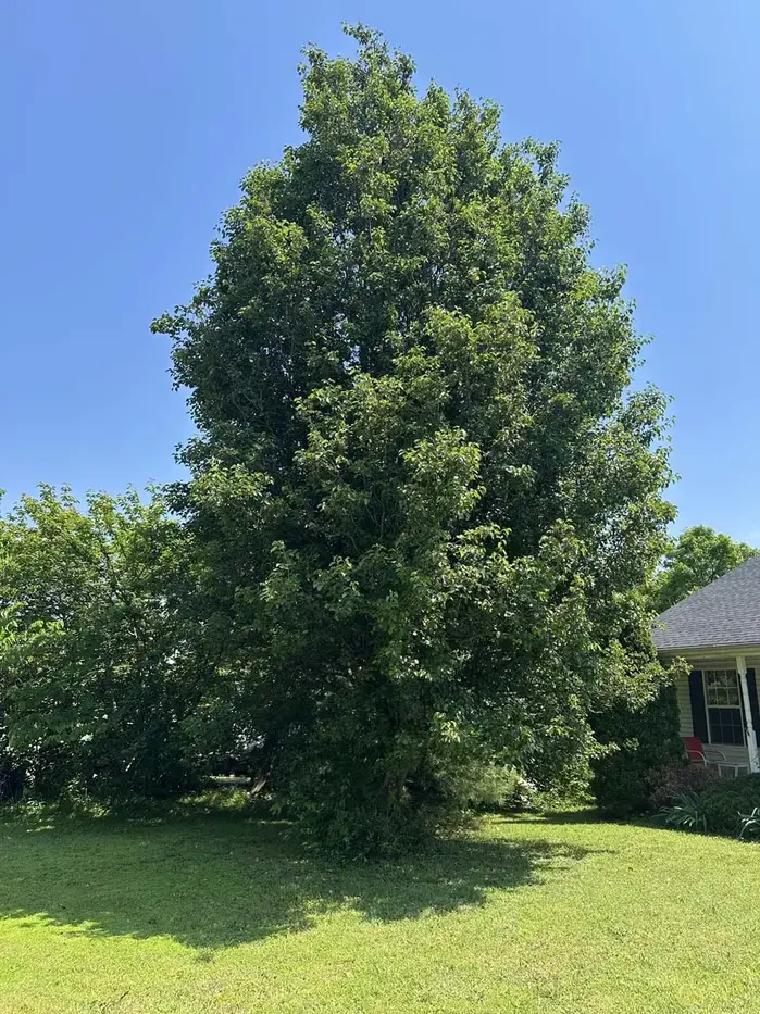 Tree Removal Clarksville, TN