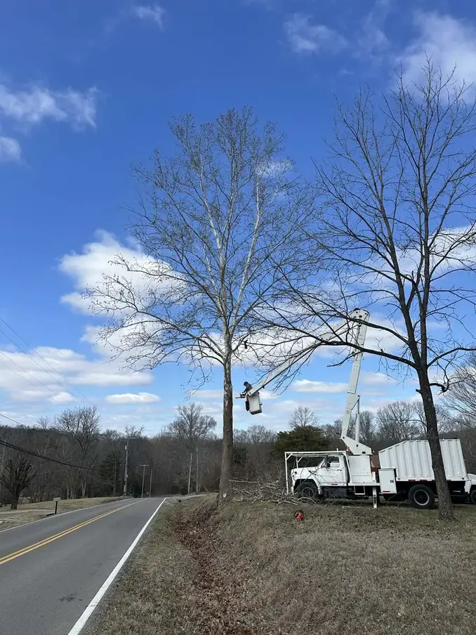 Tree Removal Clarksville, TN