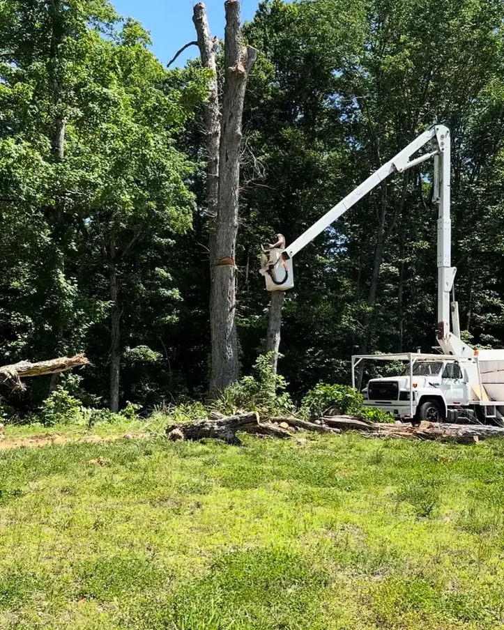 Tree Removal Clarksville, TN