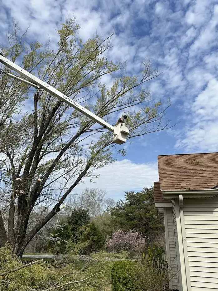 Tree Removal Clarksville, TN