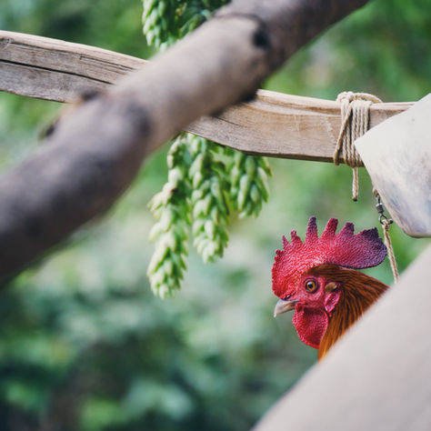 -Whole Food versus Processed Food-