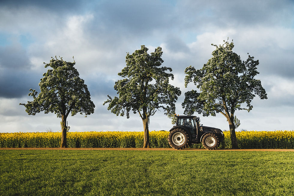 Ein Traktor der vor drei großen Bäumen fährt