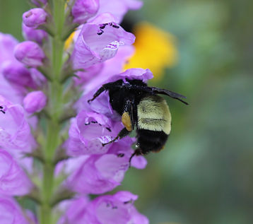 bee Family Apidae Bombus pensylvanicus American Bumble Bee (30).JPG