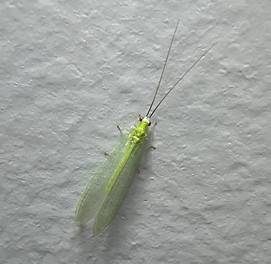 Lacewing.JPG