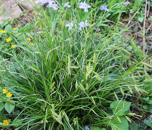 Carex cherokeensis (7).JPG