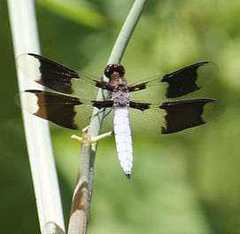 dragonfly (4).JPG
