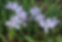 Iris cristata dwarf crested iris.JPG