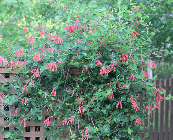 Lonicera sempervirens Coral Honeysuckle (2).JPG