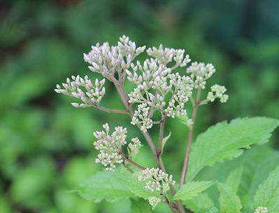 Eutrochium fistulosum Joe Pye Weed (3).JPG