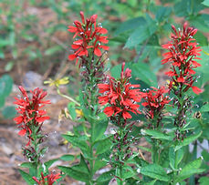 Lobelia cardinalis Cardinal Flower (9).JPG