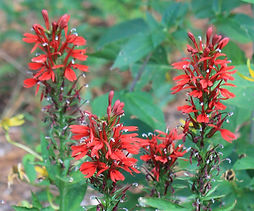 Lobelia cardinalis Cardinal Flower (9).JPG