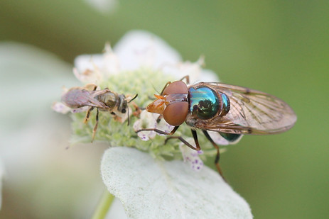 fly Family Syrphidae Iridescent Bromeliad Fly (2).JPG