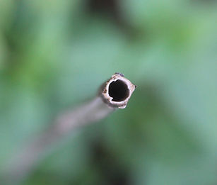 Monarda didyma Bee Balm stem (2).JPG