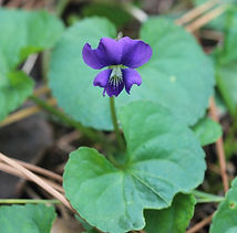 Viola sororia Common Blue Violet possibly (2).JPG