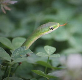 snakes green snake (12).JPG