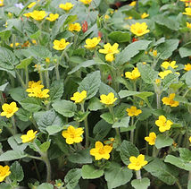 Chrysogonum virginianum Green and Gold (4).JPG